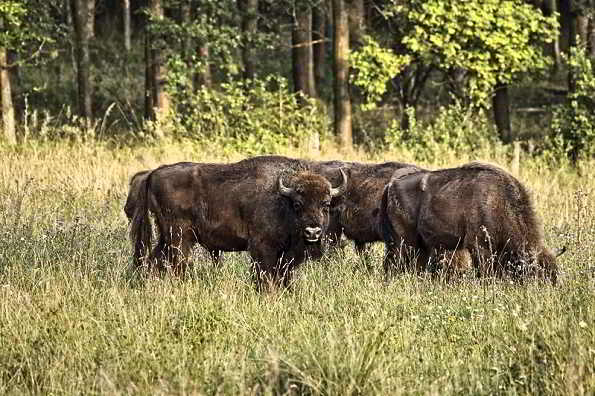Several years ago, seven bison were brought here from Poland