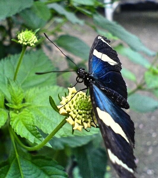 Bornholm Butterfly Park
