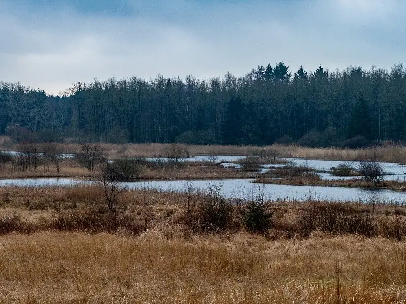 Small lakes and wetlands in Almindingen forest on Bornholm