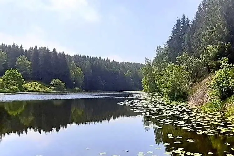Forest scenery near Rø Plantation on Bornholm