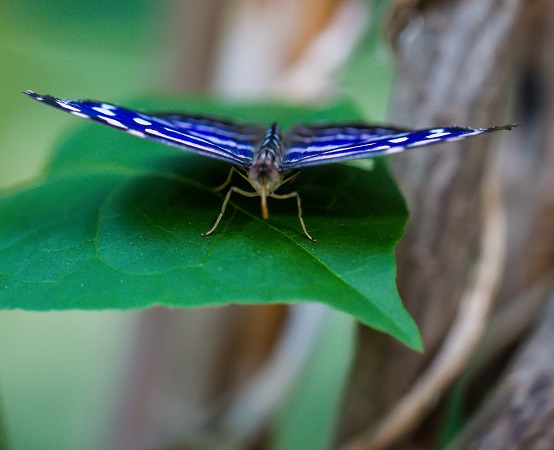 Tropehuset w Sommerlunden – tropikalny dom motyli