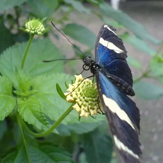 Sommerlunden – motyle i piaskowe rzeźby