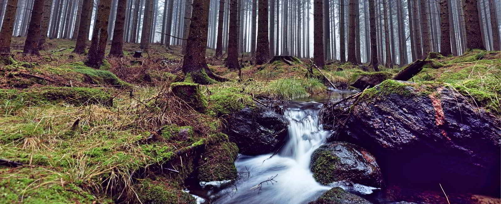 Almindingen er en af de største skove i Danmark. Fotografi